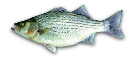 Hybrid Bass
