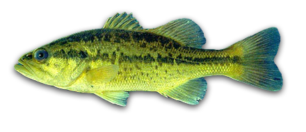 Largemouth Bass