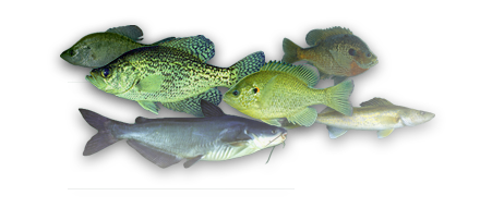 Other Alabama Fish