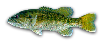 Redeye Bass