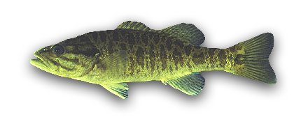 Shoal Bass