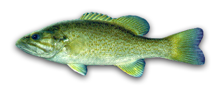 Smallmouth Bass