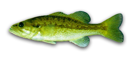 Spotted Bass