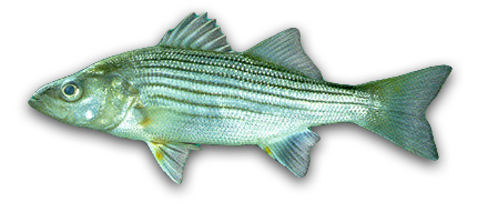 Striped Bass