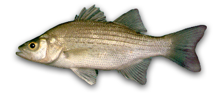 White Bass