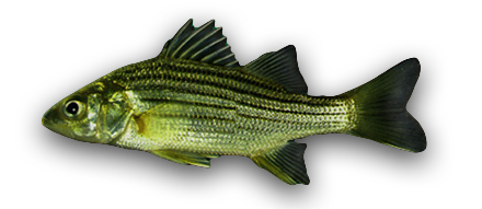 Yellow Bass
