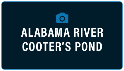 Alabama River - Cooters Pond Photos